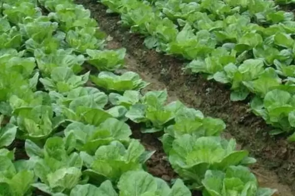 白菜同类蔬菜(白菜同类蔬菜及其在种植和食用上的特点和区别)插图2 白菜同类蔬菜(白菜同类蔬菜及其在种植和食用上的特点和区别)插图2