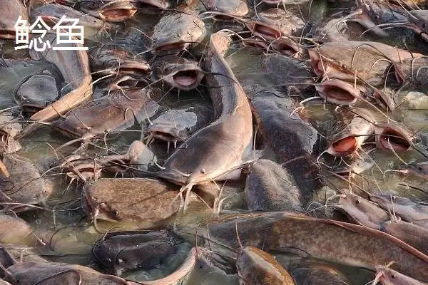 7号丸世钩适合钓什么鱼(7号丸世钩在不同水域和鱼情下适合钓哪些鱼呢)插图2