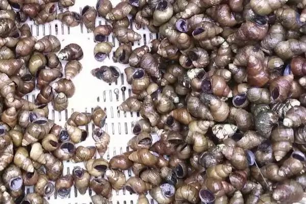 钓青鱼打窝秘诀(钓青鱼打窝有什么秘诀呢)插图2 钓青鱼打窝秘诀(钓青鱼打窝有什么秘诀呢)插图2