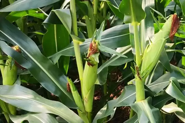 合玉 31 玉米品种的特性 ,普通玉米合玉 31 有啥亮点插图3 合玉 31 玉米品种的特性 ,普通玉米合玉 31 有啥亮点插图3