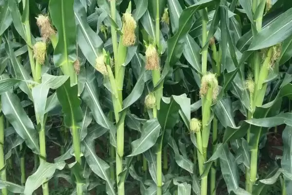 高科903玉米品种简介(高科903品种特性、产量、推广价值呢)插图3 高科903玉米品种简介(高科903品种特性、产量、推广价值呢)插图3