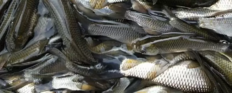 草鱼鱼苗的亩投放量(草鱼鱼苗每亩适宜投放多少呢)插图 草鱼鱼苗的亩投放量(草鱼鱼苗每亩适宜投放多少呢)插图