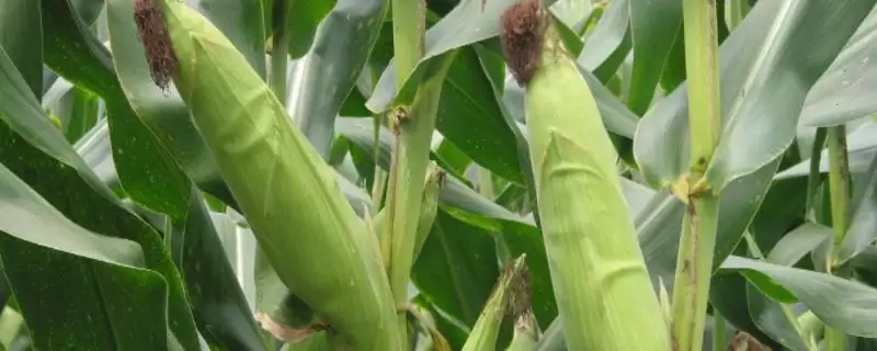百玉109玉米种子特征特性(百玉109种子纯度、发芽、田间表现)插图 百玉109玉米种子特征特性(百玉109种子纯度、发芽、田间表现)插图