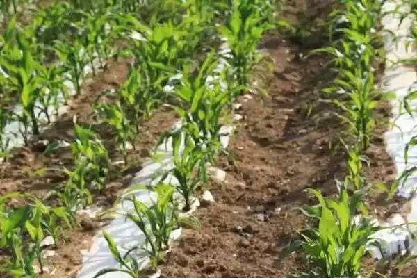 地膜玉米多久出苗(地膜玉米一般多长时间出苗)插图2