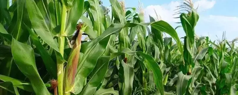 禾田玉 301 玉米种子简介 ，在适应区出苗至成熟表现如何-会东网