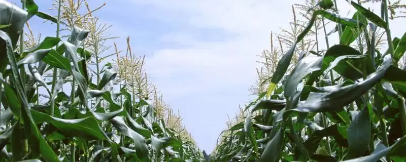 金骏 958 玉米品种的特性 ，金骏 958 玉米中等肥力以上地块咋栽培？-会东网
