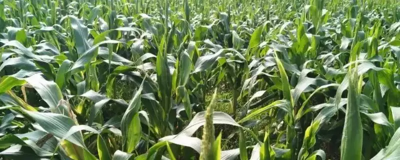 佳玉 6 号玉米种子简介 ,佳玉 6 号玉米中抗大斑病和小斑病,优势在哪?-会东网