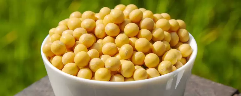桂夏 3 号大豆种子介绍 ，桂夏 3 号大豆中熟品种，产量稳定吗？-会东网