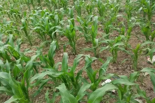 禾玉 18 号玉米种子介绍 ,普通玉米禾玉 18 有啥优势插图2 禾玉 18 号玉米种子介绍 ,普通玉米禾玉 18 有啥优势插图2