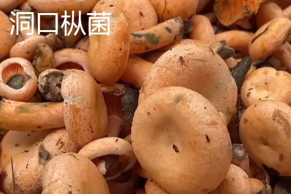 湖南省洞口县的特产 ，酱腌菜等特产有啥独特风味插图2