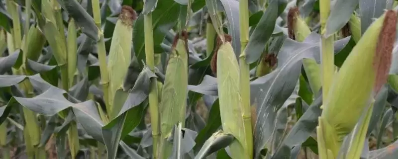吉东 54 玉米种子特点 ，中抗弯孢菌叶斑病的它有啥优势-会东网