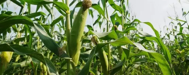 吉龙 2 号玉米品种简介 ，吉龙 2 号玉米中抗茎腐病，产量有保障吗？-会东网