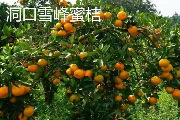 湖南省洞口县的特产 ，酱腌菜等特产有啥独特风味插图3