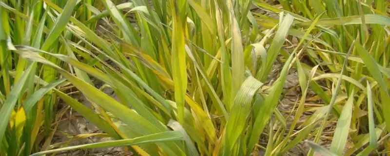 除草剂药害的发生原因是什么(除草剂药害发生的原因有哪些呢)-会东网