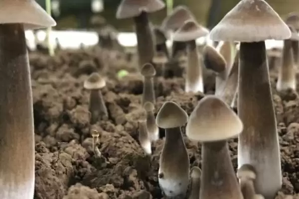 黑皮鸡枞菌的价格 ,地区为啥影响黑皮鸡枞菌售价插图3 黑皮鸡枞菌的价格 ,地区为啥影响黑皮鸡枞菌售价插图3