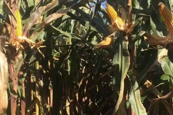 罕玉 3 号玉米品种简介 ,高抗茎腐病的它有啥好处插图1 罕玉 3 号玉米品种简介 ,高抗茎腐病的它有啥好处插图1