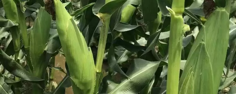 高油玉米介绍(高油玉米有哪些特点和主要用途呢)-会东网