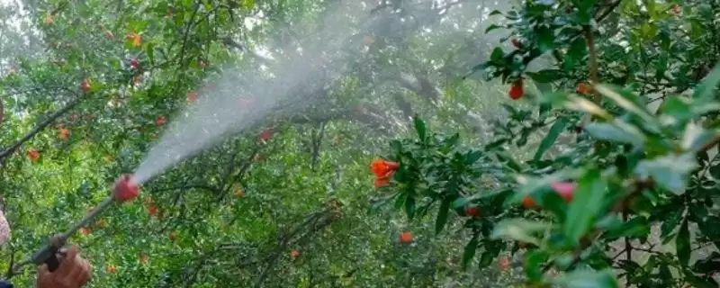 肥液能否喷施花叶(肥液能不能用来喷施花叶呢)-会东网