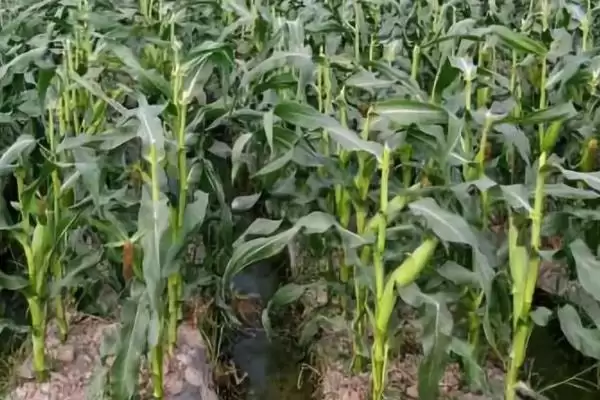 贵卓玉99玉米品种的特性(贵卓玉99品种抗病、抗倒、产量咋样)插图2