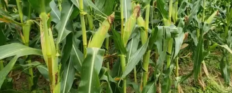 鼎优151玉米品种特性(鼎优151玉米品种特性有啥)-会东网