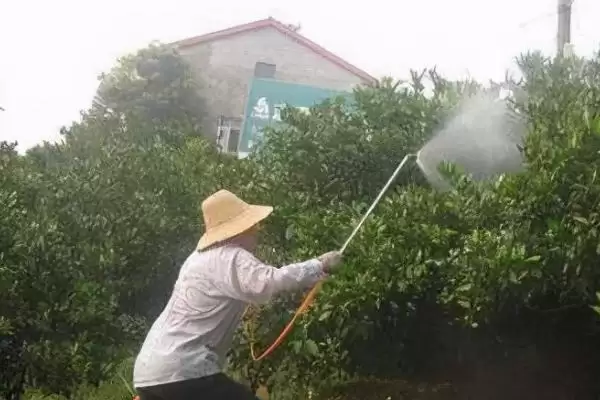 代森铵主治哪些病害(代森铵主要能治哪些病害呢)插图2