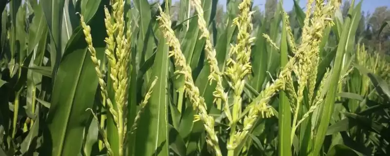 金丹 3 号玉米种子简介 ，金丹 3 号玉米高抗矮花叶病，有啥好处？-会东网