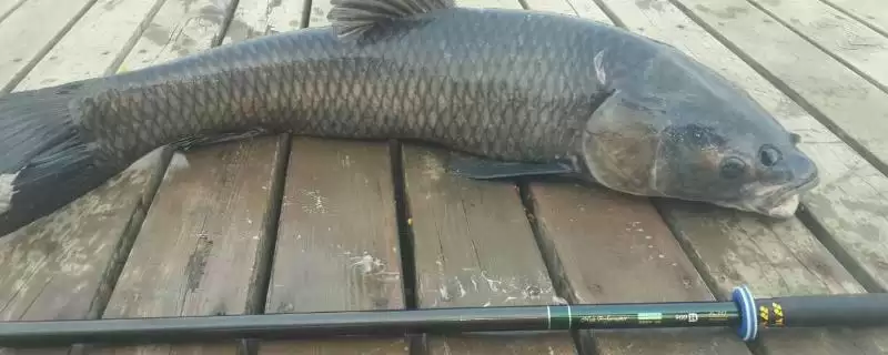 钓青鱼用什么鱼竿(钓青鱼适合用什么鱼竿呢)插图 钓青鱼用什么鱼竿(钓青鱼适合用什么鱼竿呢)插图