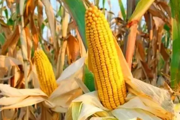 吉农玉 2279 玉米品种的特性 ，吉农玉 2279 玉米中抗丝黑穗病，产量有保障吗？插图1