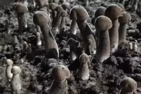 黑皮鸡枞菌的价格 ,地区为啥影响黑皮鸡枞菌售价插图1 黑皮鸡枞菌的价格 ,地区为啥影响黑皮鸡枞菌售价插图1