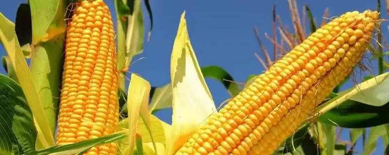 金银 818 玉米品种的特性 ，金银 818 玉米株形半紧凑，有啥好处？-会东网
