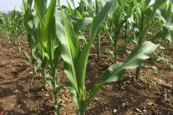 金白玉 99 玉米种子简介 ,金白玉 99 玉米为啥每亩施苗肥尿素 20 千克?插图3 金白玉 99 玉米种子简介 ,金白玉 99 玉米为啥每亩施苗肥尿素 20 千克?插图3