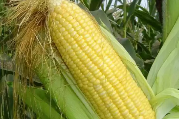 吉单 464 玉米种简介 ，中抗茎腐病的吉单 464 产量好吗插图2