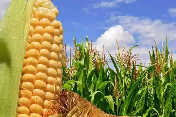 金煌 668 玉米种子介绍 ,金煌 668 玉米春播 116.5 天,表现如何?插图2 金煌 668 玉米种子介绍 ,金煌 668 玉米春播 116.5 天,表现如何?插图2