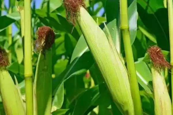 金白玉 99 玉米种子简介 ,金白玉 99 玉米为啥每亩施苗肥尿素 20 千克?插图1 金白玉 99 玉米种子简介 ,金白玉 99 玉米为啥每亩施苗肥尿素 20 千克?插图1