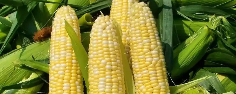 昊单 534 玉米种子特点 ，春播 105.2 天有啥优势-会东网