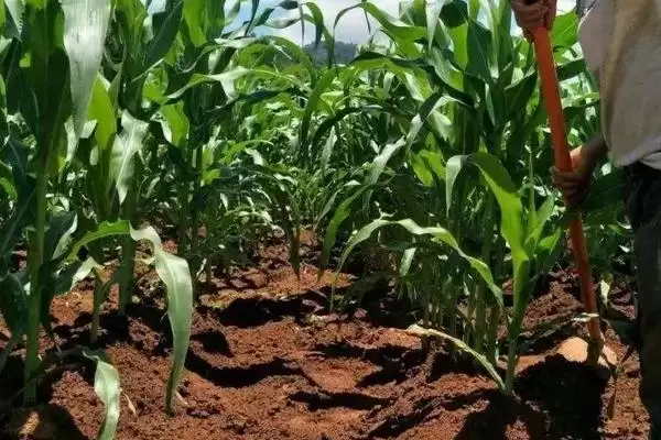 必祥809玉米种子特征特性(必祥809玉米种子有啥特征特性呢)插图3