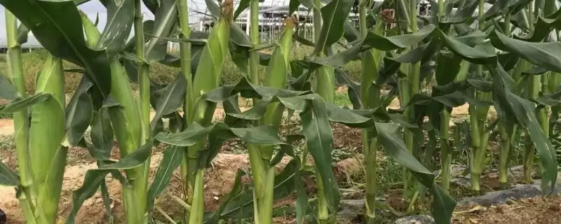 恒丰玉 798 玉米品种的特性 ，出苗至成熟 134 天效益如何-会东网
