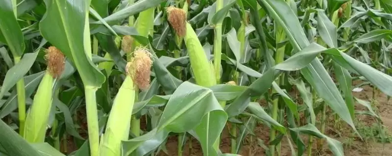 宏博 701 玉米种子特点 ,咋及时防治苗期病虫害插图 宏博 701 玉米种子特点 ,咋及时防治苗期病虫害插图