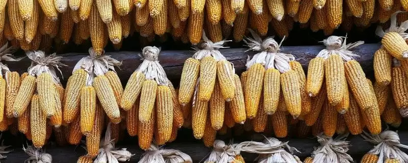 博玉8号玉米品种简介(博玉8号玉米品种介绍要点是什么呢)-会东网