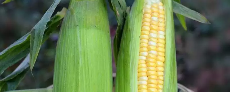 稷秾 62 玉米种子介绍 ，稷秾 62 玉米高抗茎腐病，产量有保障吗？-会东网