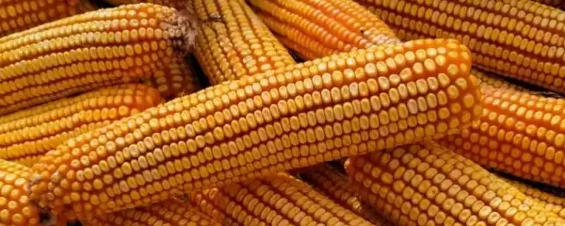 佳昌 339 玉米品种的特性 ，佳昌 339 玉米中抗茎基腐病有啥好处？-会东网