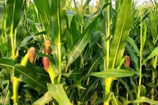 丰德存玉10号品种介绍(丰德存玉10号品种具体怎样)插图4 丰德存玉10号品种介绍(丰德存玉10号品种具体怎样)插图4