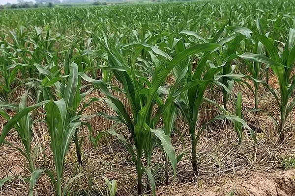 禾玉 18 号玉米种子介绍 ,普通玉米禾玉 18 有啥优势插图3 禾玉 18 号玉米种子介绍 ,普通玉米禾玉 18 有啥优势插图3