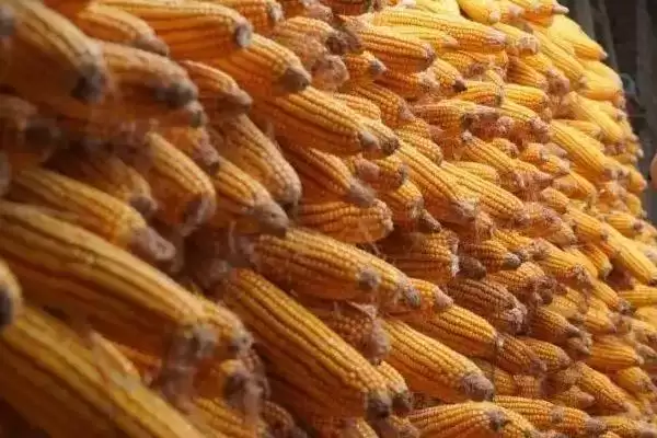 百玉109玉米种子特征特性(百玉109种子纯度、发芽、田间表现)插图2 百玉109玉米种子特征特性(百玉109种子纯度、发芽、田间表现)插图2