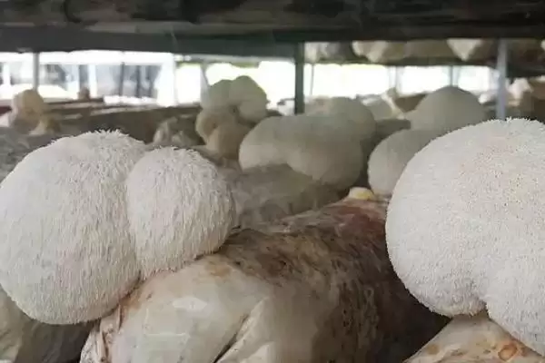 猴头菇长在什么树上 ，长在这些树上的原因是啥插图1