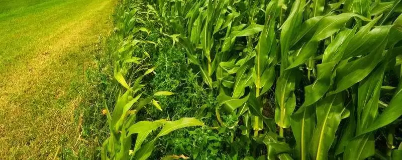 华甜糯 10 号玉米品种的特性 ，71 – 82 天生育期有啥优势-会东网