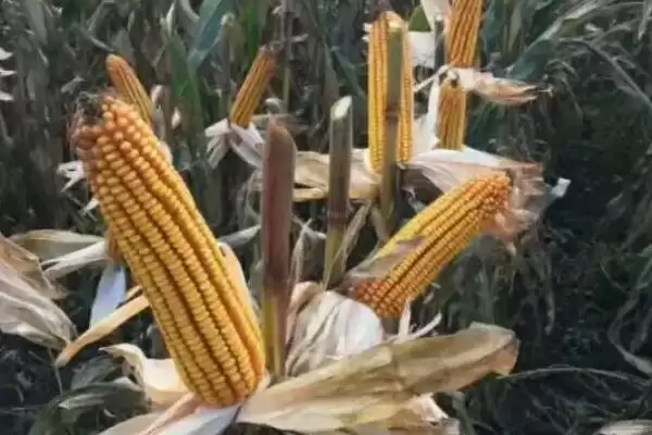华威甜 2 号玉米品种的特性 ，3000 – 3500 株  亩种植合适吗插图1