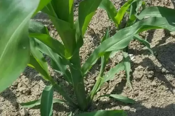 贵卓玉99玉米品种的特性(贵卓玉99品种抗病、抗倒、产量咋样)插图3