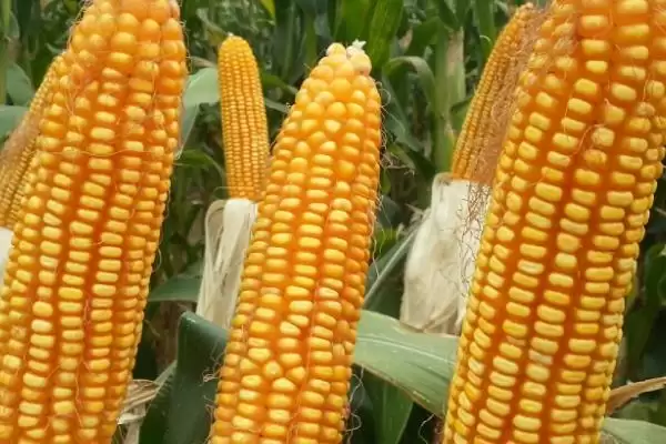 恒玉 T808 玉米种简介 ，中抗茎腐病的恒玉 T808 产量咋样插图2