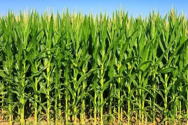 吉单 33 玉米品种简介 ,幼苗期叶鞘紫色对它有啥影响插图3 吉单 33 玉米品种简介 ,幼苗期叶鞘紫色对它有啥影响插图3